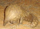 Common Pangolin