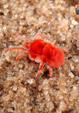 Red Velvet Mite