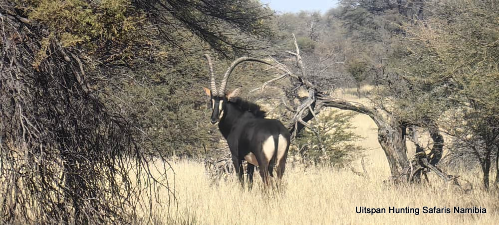 Sable Bull Sable Bull