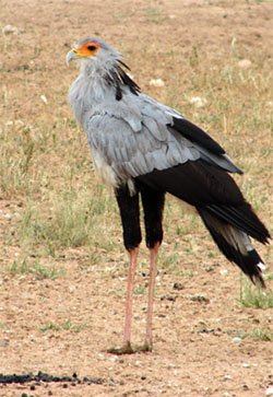The Secretary Bird of the Kalahari Secretary bird
