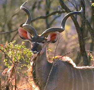 First hunt in Africa