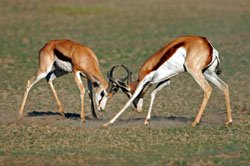 Africa Springbok hunt