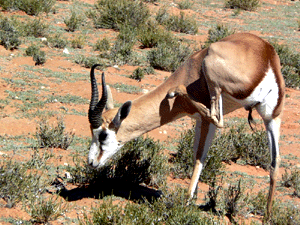 kalahari springbok,Antidorcas marsupialis,springbok antelope,Springbok hunt