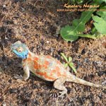 Ground agama male in breedings season Kalahari wallpaper Namibia