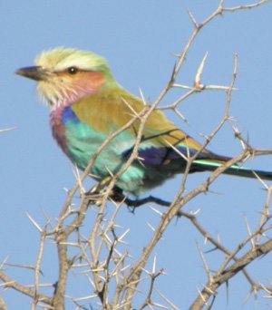 Kalahari's Lilac-breasted roller