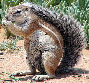 Kalahari Ground Squirrel