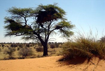 kalahari climate