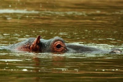 Hippo in the water
