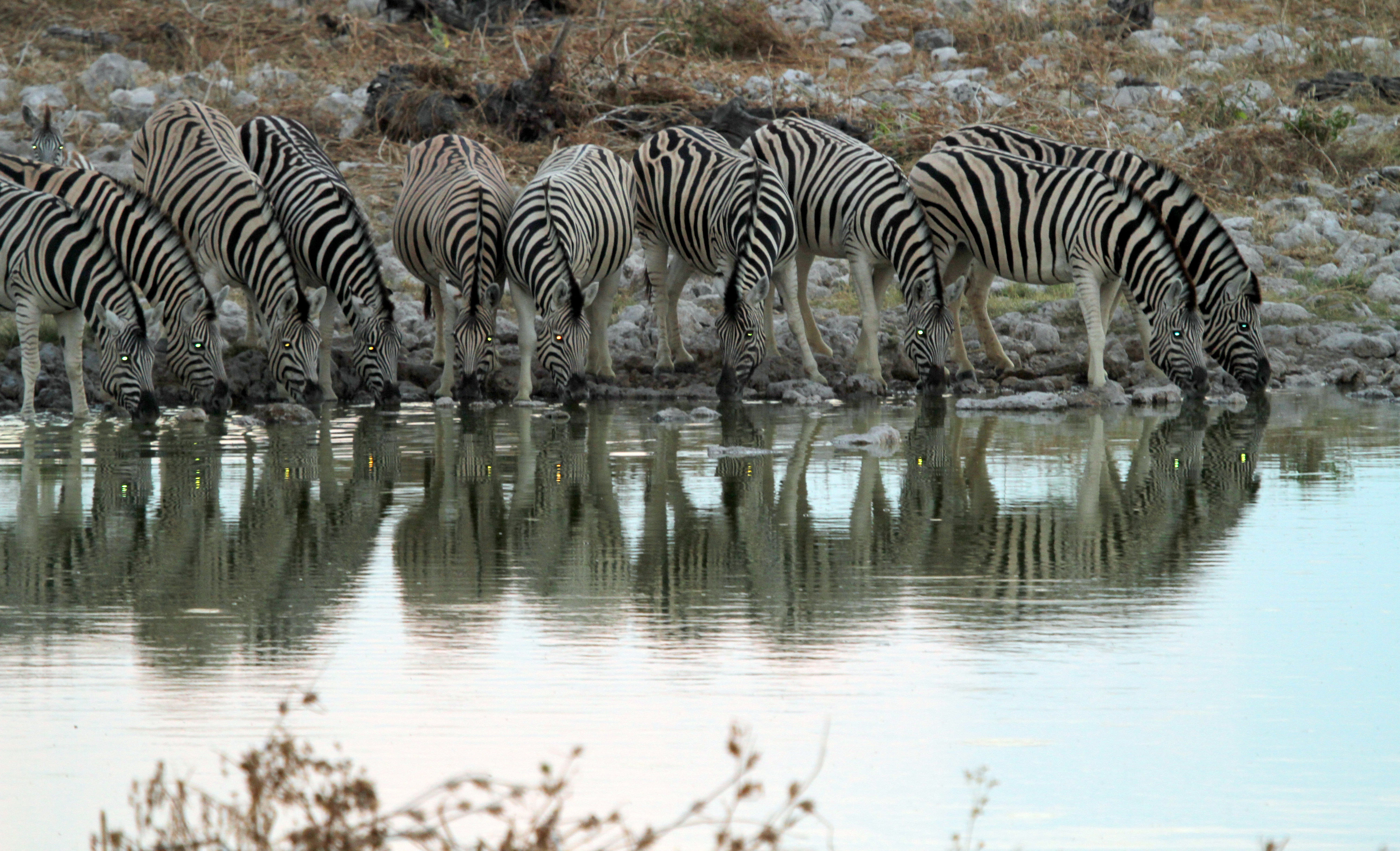 Zebras Etosha 2012
